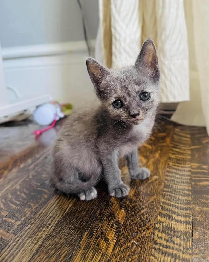 A baby medium-sized female Dilute Tortoiseshell cat named Squeak for adoption in Rochester , NY