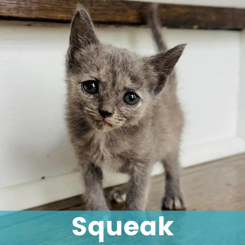 Squeak thumbnail 4