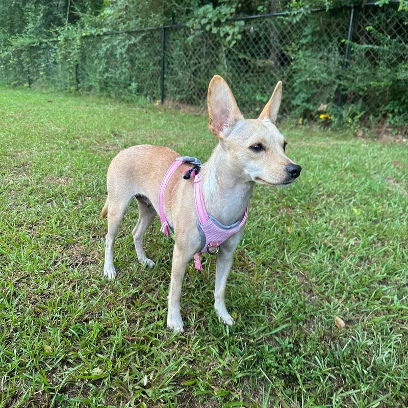Lilly