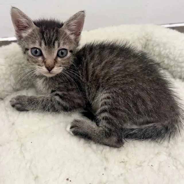 A baby small-sized female Gray / Blue / Silver Domestic Short Hair cat named Goot Baddadan for adoption in Austin, TX