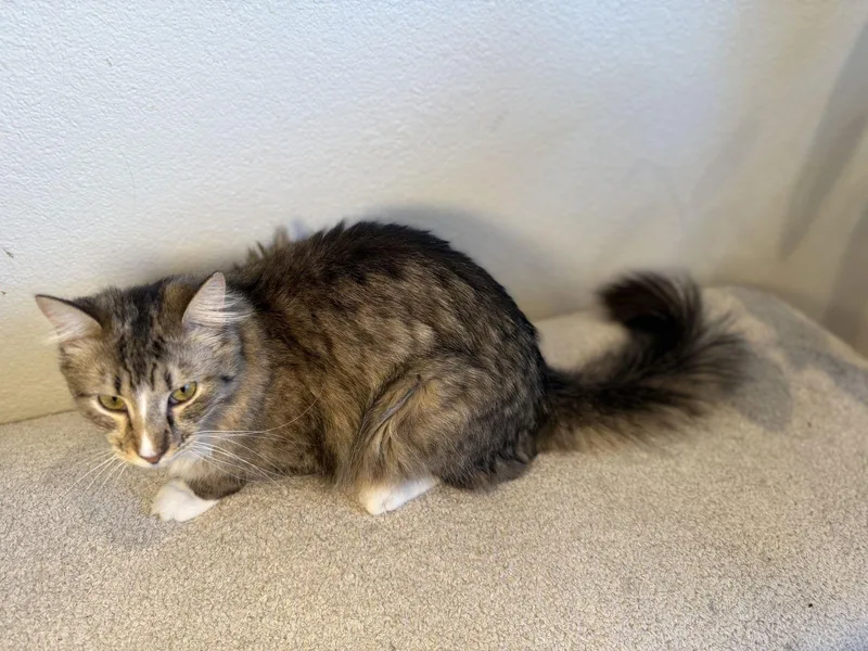 A young medium-sized male Gray & White Domestic Medium Hair cat named Benji for adoption in Walnut Creek, CA