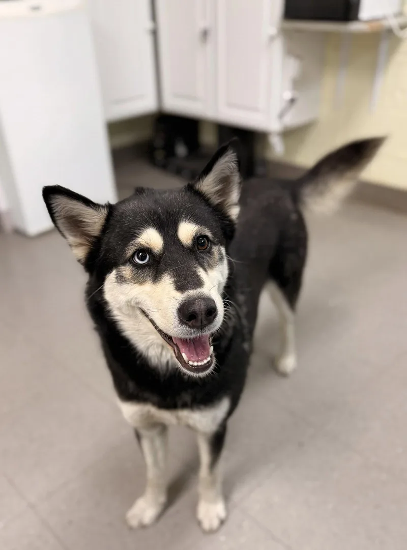 A young medium-sized female Husky dog named Miso for adoption in Sanford, NC