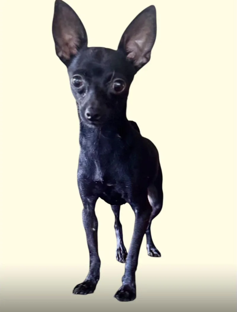 A young small-sized female Black Chihuahua dog named Metzli for adoption in New York, NY