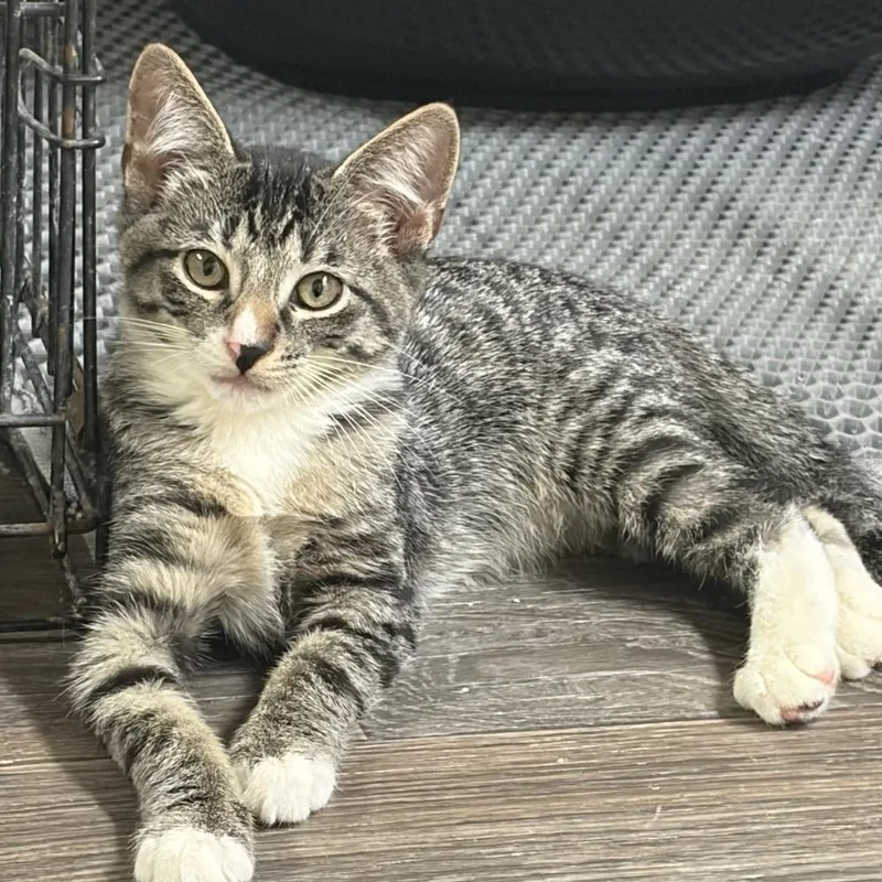 A baby small-sized male Domestic Short Hair cat named Gino for adoption in Panama City Beach, FL