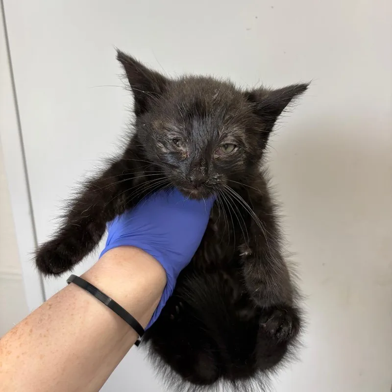 A baby small-sized male Black Domestic Short Hair cat named Chicfila  Sauce for adoption in Columbiana, AL