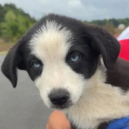 A young medium-sized female Mixed Breed dog named Panda Months for adoption in Sterling, MA