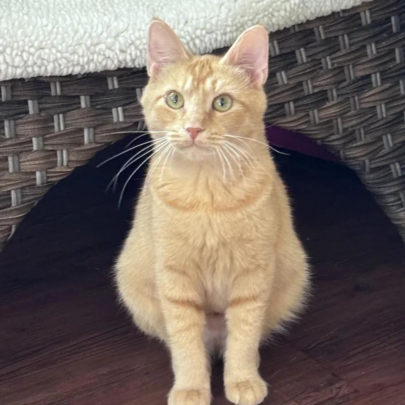 A young medium-sized female Domestic Short Hair cat named Jozette for adoption in Chapel Hill, NC