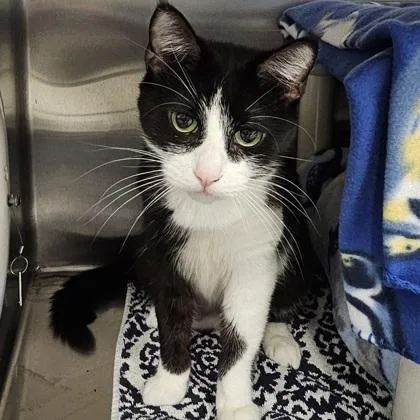 An adult small-sized female Domestic Short Hair cat named Mystery for adoption in Scotia, NY