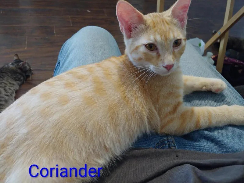 A baby medium-sized male Domestic Medium Hair cat named Coriander for adoption in Boone, CO