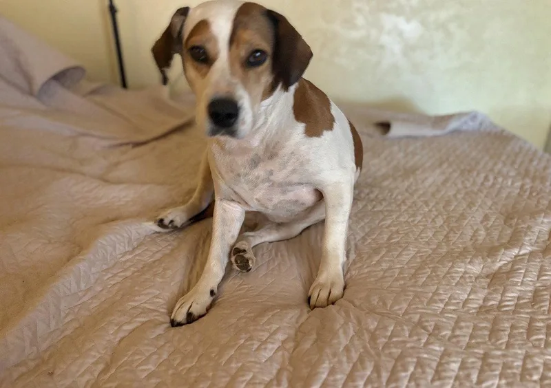 An adult medium-sized female Beagle dog named Patches for adoption in Apple Valley, CA