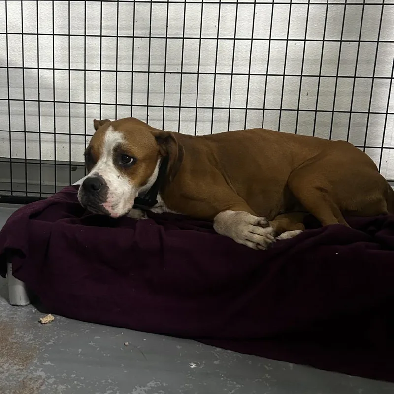 An adult large-sized female Brown / Chocolate Boxer dog named Wembley for adoption in St. Louis, MO