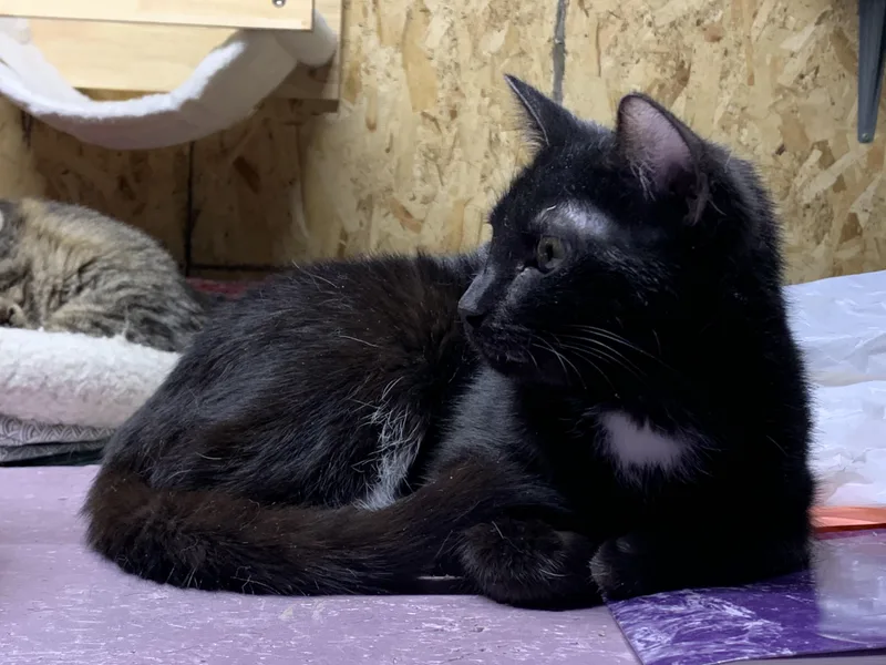 Veronica thumbnail 2