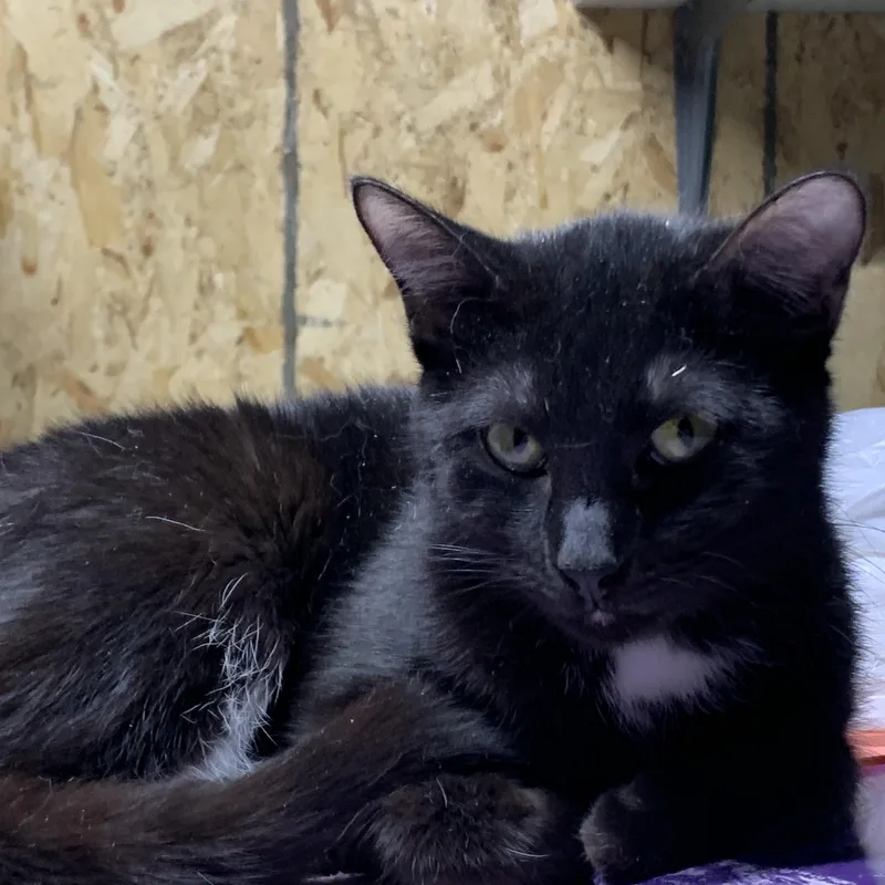 Veronica thumbnail 3