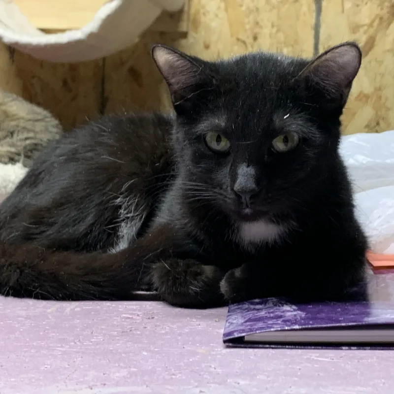 Veronica thumbnail 4