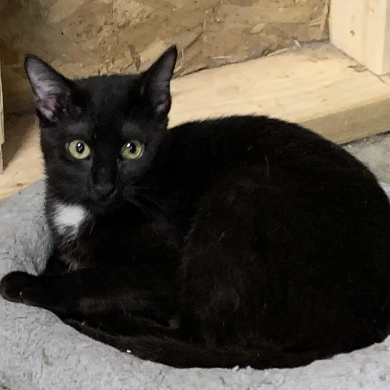 Veronica thumbnail 5