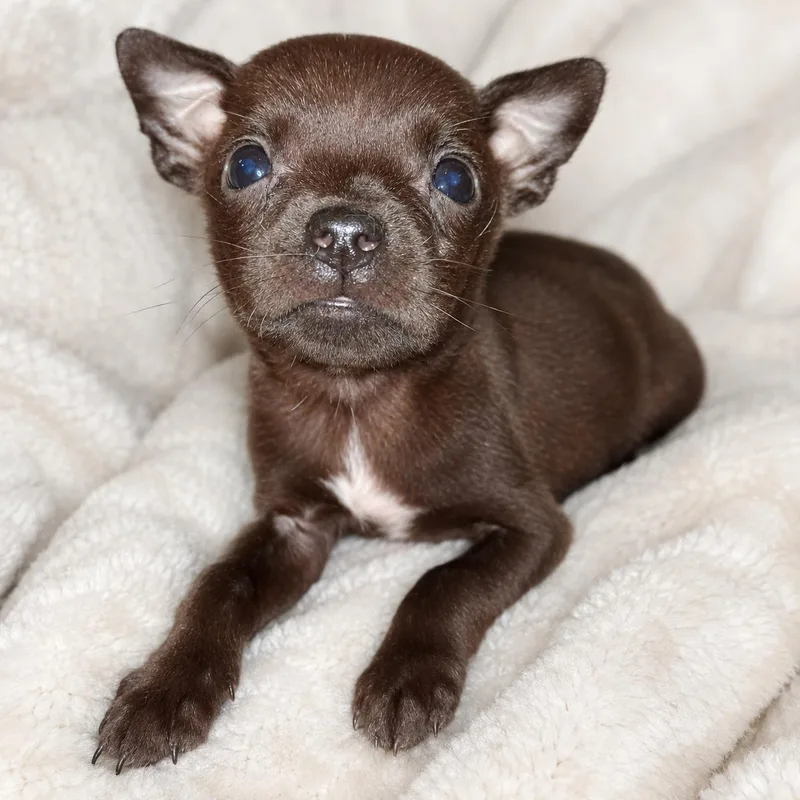 A baby small-sized male Black Chihuahua dog named Tyke for adoption in Greensboro, NC