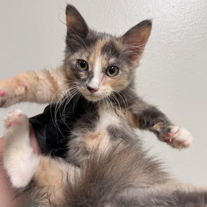 A baby small-sized female Buff / Tan / Fawn Domestic Short Hair cat named Charity for adoption in Columbiana, AL