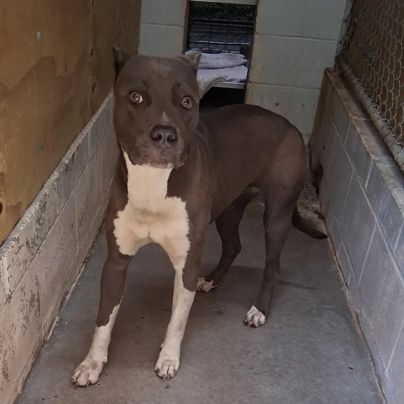 An adult medium-sized female Gray / Blue / Silver Mixed Breed dog named Aspen for adoption in Summerville, SC
