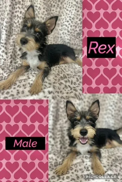 An adult small-sized male Yorkshire Terrier dog named Rex for adoption in Manchester, CT