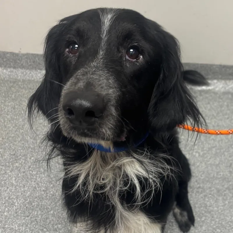 An adult medium-sized male Black Mixed Breed dog named Ronin for adoption in Batavia, OH