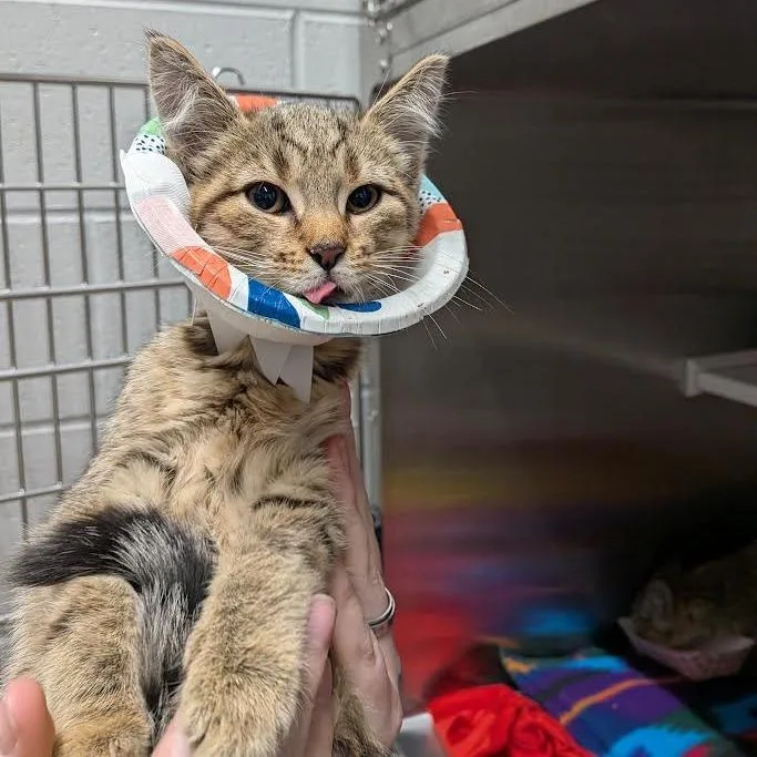 A baby small-sized male Domestic Short Hair cat named Pickerel for adoption in Dearborn, MI