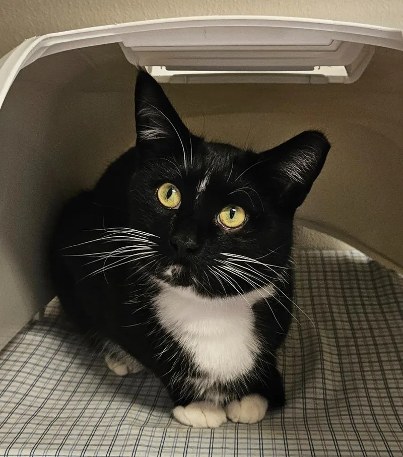 A young small-sized male Domestic Short Hair cat named Steven for adoption in Fremont, OH