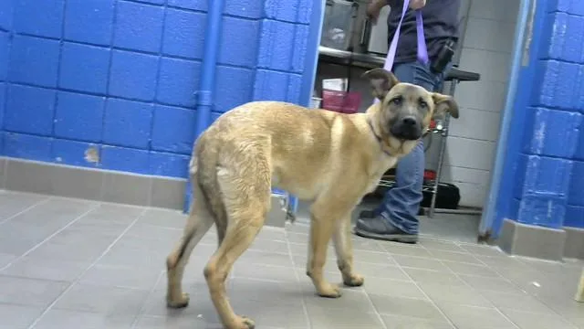 A young medium-sized male German Shepherd Dog dog named Major for adoption in Albuquerque, NM