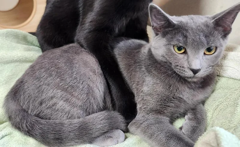 A baby small-sized female Gray / Blue / Silver Domestic Short Hair cat named Gale II for adoption in Muskegon, MI