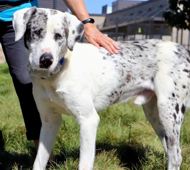 A young medium-sized male Catahoula Leopard Dog dog named Rocko for adoption in San Luis Obispo, CA