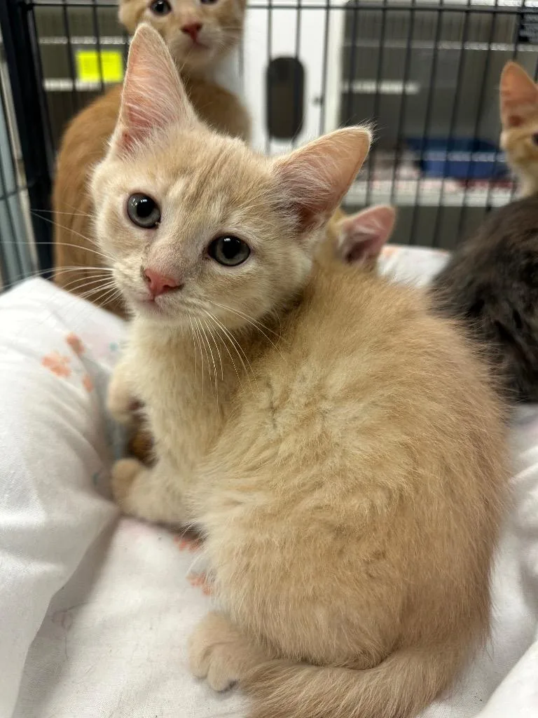 A baby medium-sized male Domestic Short Hair cat named Ruffles for adoption in Johnson City, TN