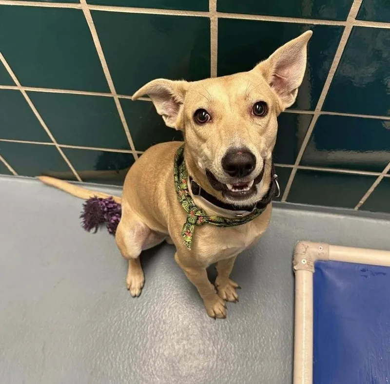 An adult medium-sized male Brown / Chocolate Labrador Retriever dog named Jameson for adoption in Saugus, MA