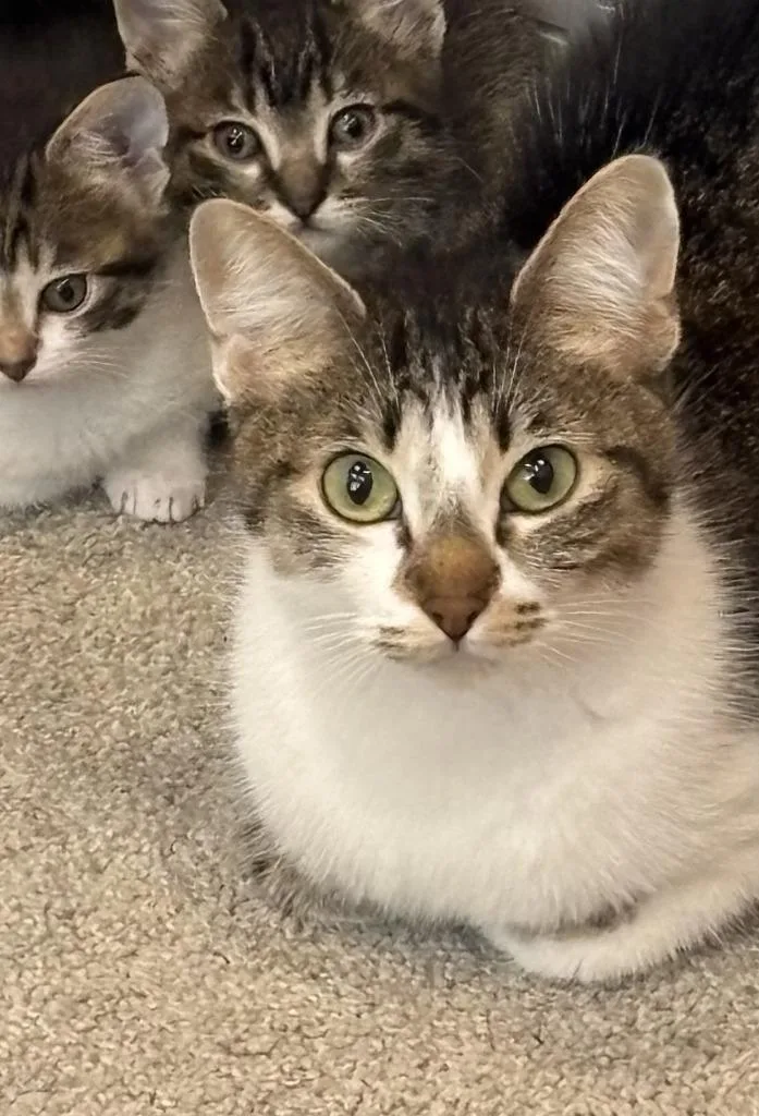 An adult medium-sized female Domestic Short Hair cat named Alice for adoption in Salt Lake City, UT