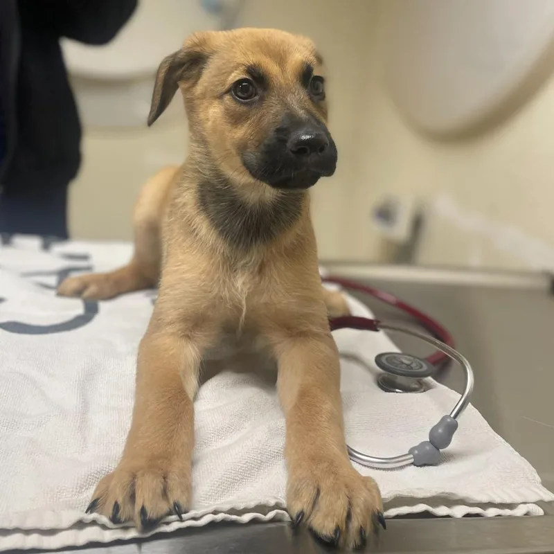 A baby small-sized female Yellow / Tan / Blond / Fawn Shepherd dog named Winnie for adoption in Riverside, CA