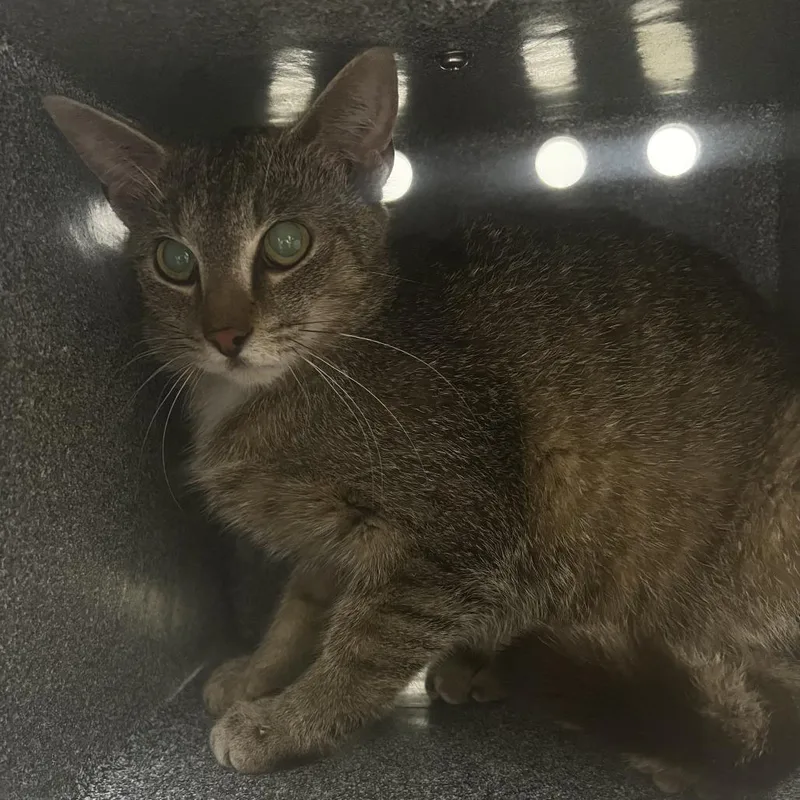 A young medium-sized female Brown / Chocolate Domestic Short Hair cat named 71444 for adoption in Harrisonburg, VA