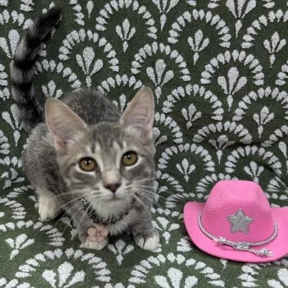 A baby small-sized female Domestic Short Hair cat named Princess $ for adoption in Seneca, SC