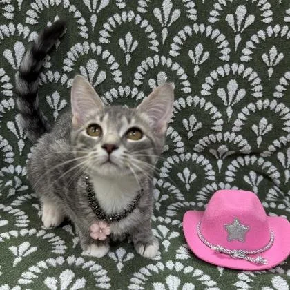 Princess $ thumbnail 2