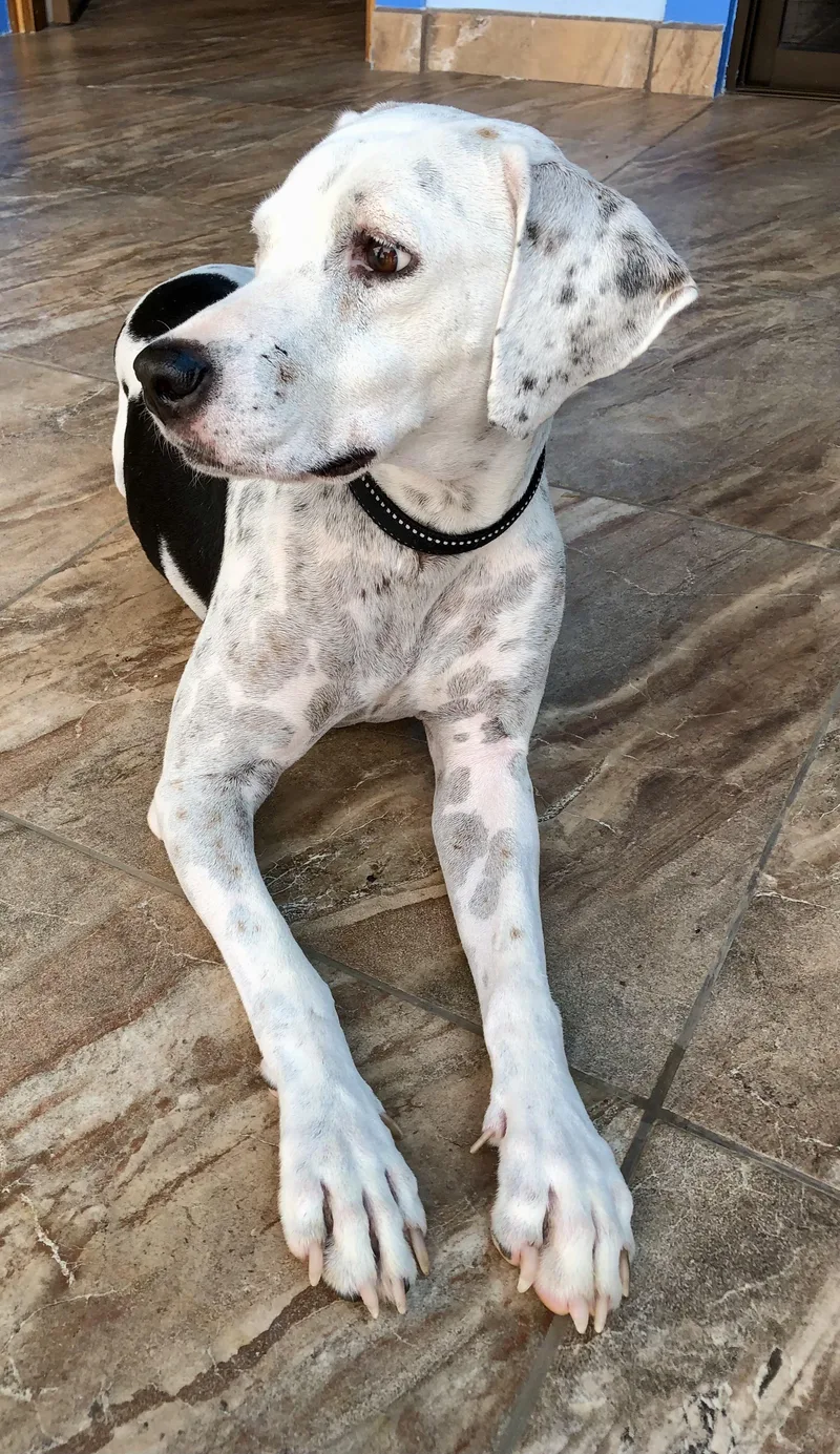 Beto And Pantera thumbnail 2