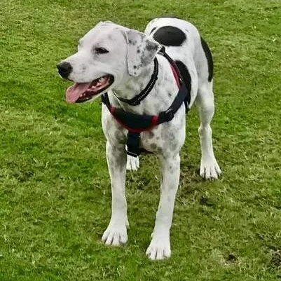 Beto And Pantera thumbnail 4