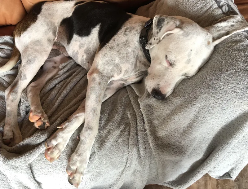 Beto And Pantera thumbnail 5