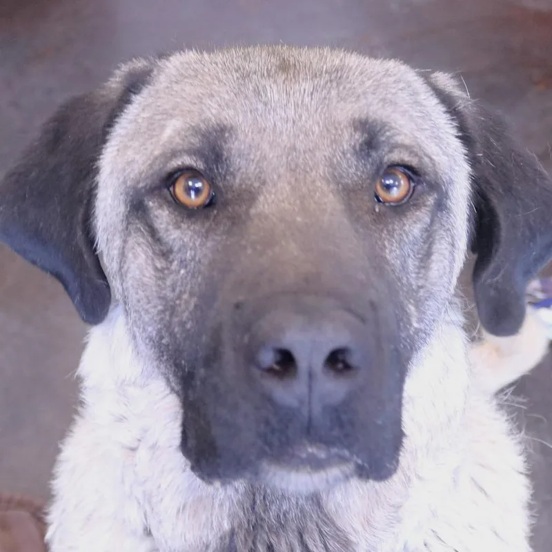 An adult extra large-sized female Yellow / Tan / Blond / Fawn Anatolian Shepherd dog named Oxana for adoption in Rifle, CO