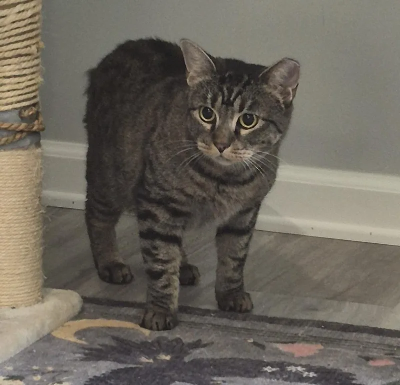 An adult medium-sized female Domestic Short Hair cat named Pinecone for adoption in Windsor, CT