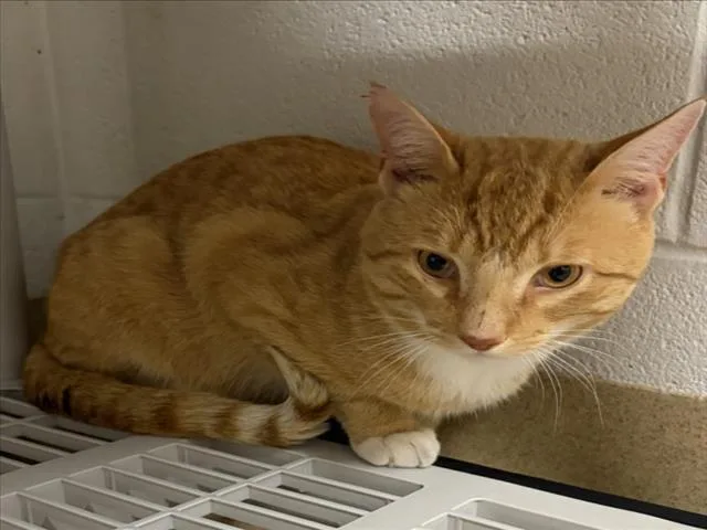 An adult medium-sized male Domestic Short Hair cat named Louie for adoption in Derwood, MD