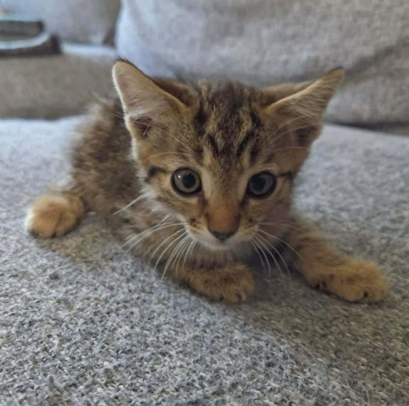 A baby small-sized male Tabby cat named Grits for adoption in Calimesa, CA