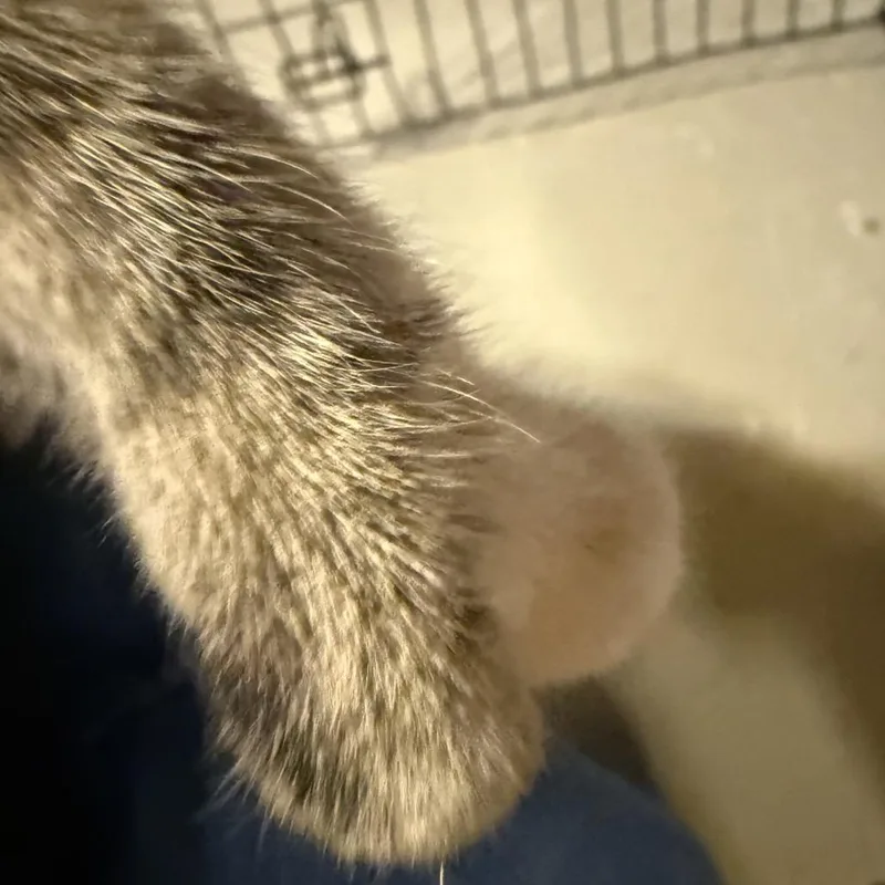 An adult medium-sized female Calico Domestic Short Hair cat named Thumbelina for adoption in Johnstown, PA