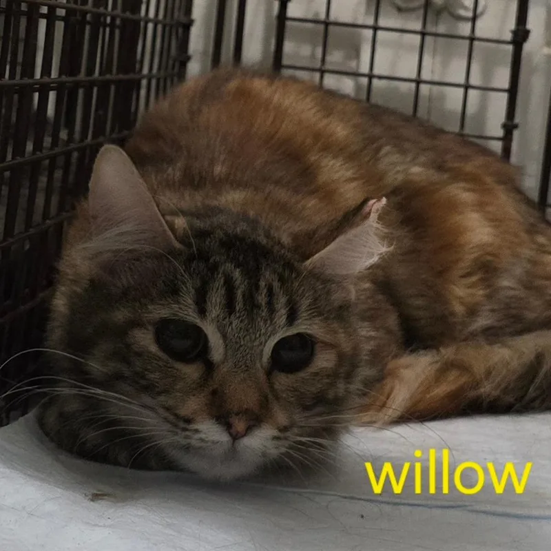 A young small-sized female Orange / Red Domestic Medium Hair cat named Willow for adoption in Grantsville, UT