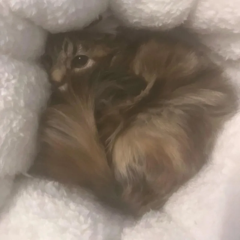 Willow thumbnail 2