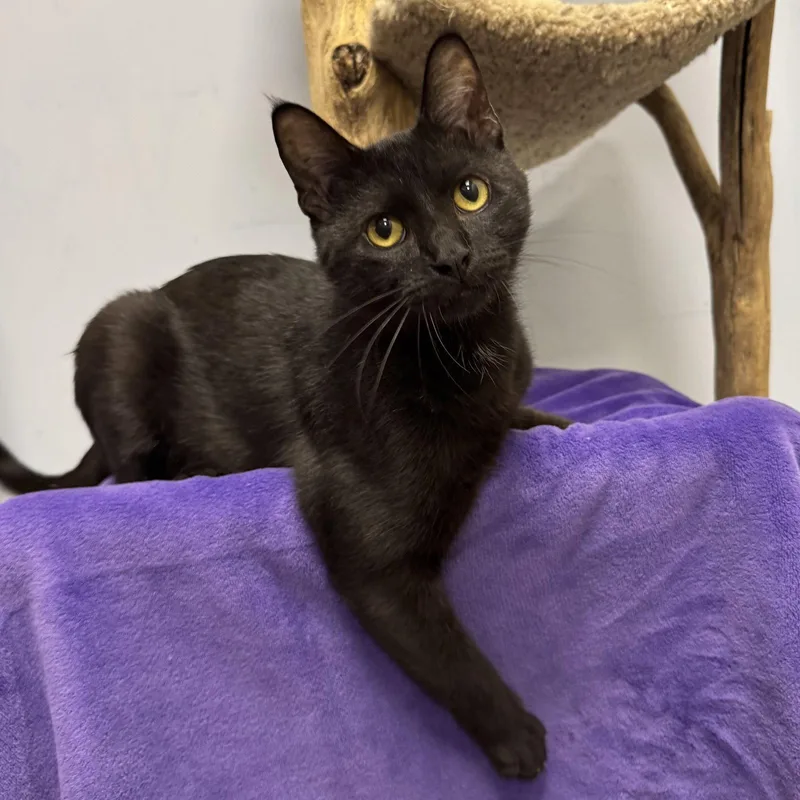 A young large-sized male Domestic Short Hair cat named Gotham for adoption in Hanover Park, IL