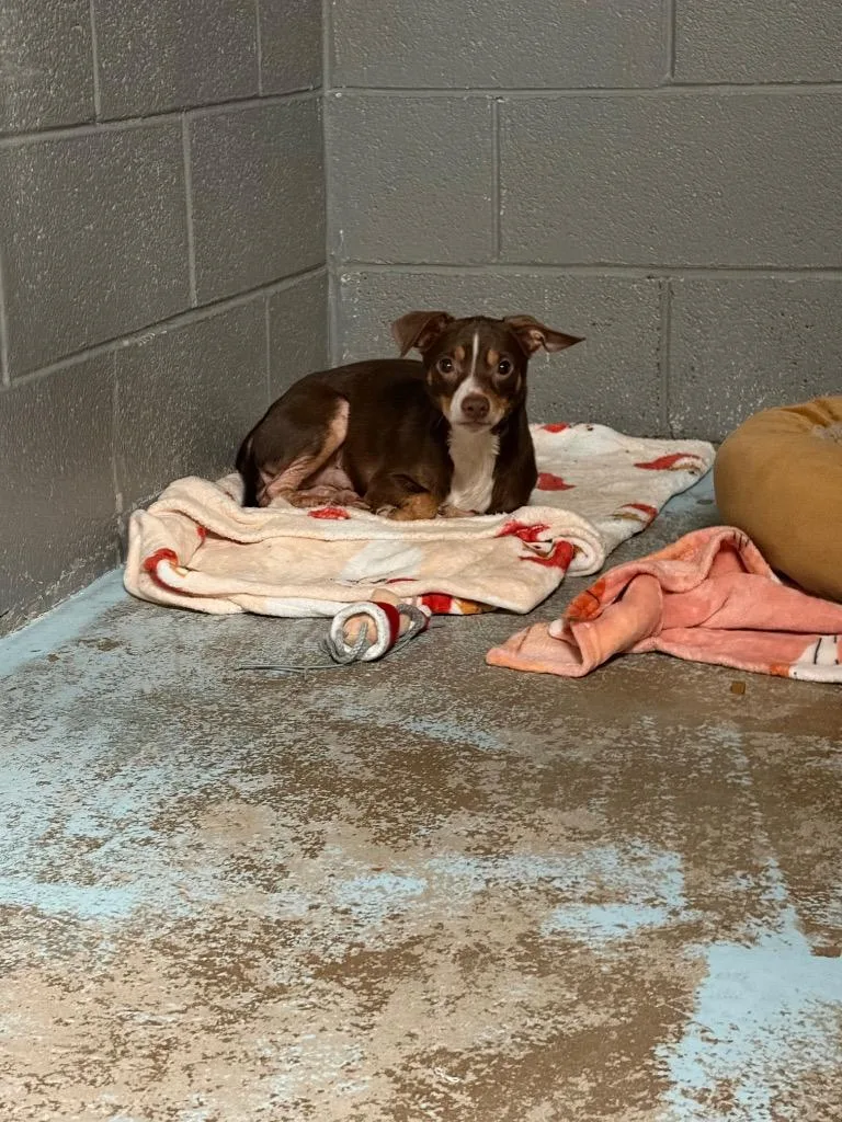 A young medium-sized male Chihuahua dog named Zeke for adoption in Ada, OK