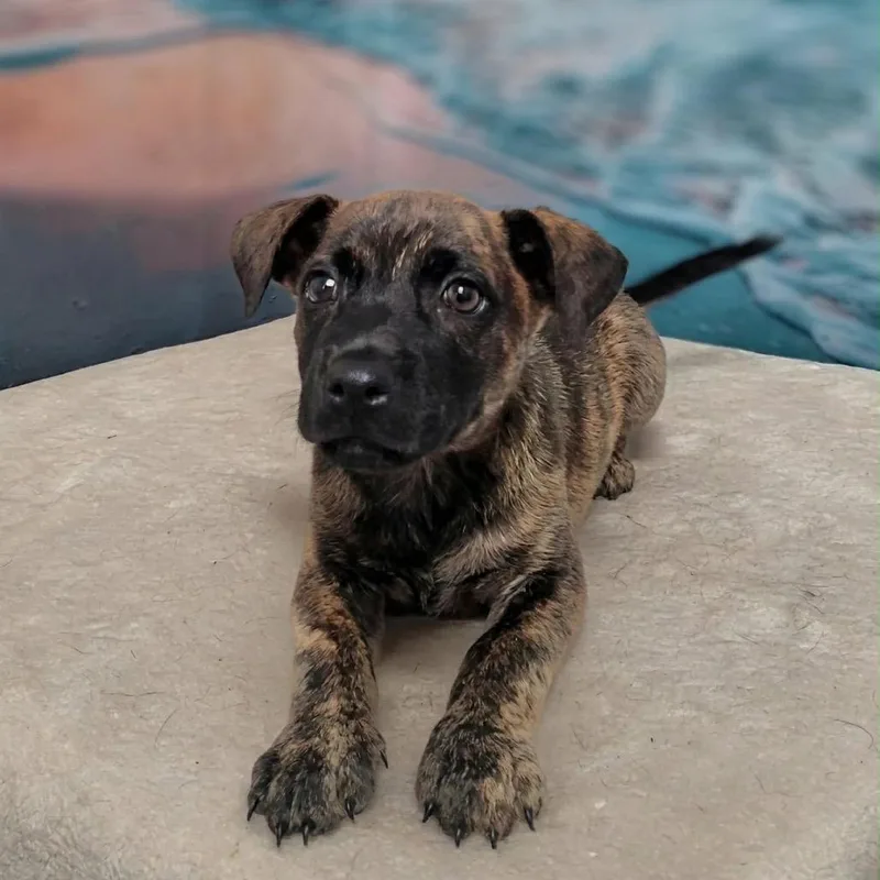 A baby medium-sized male Brindle Hound dog named August for adoption in Griswold, CT