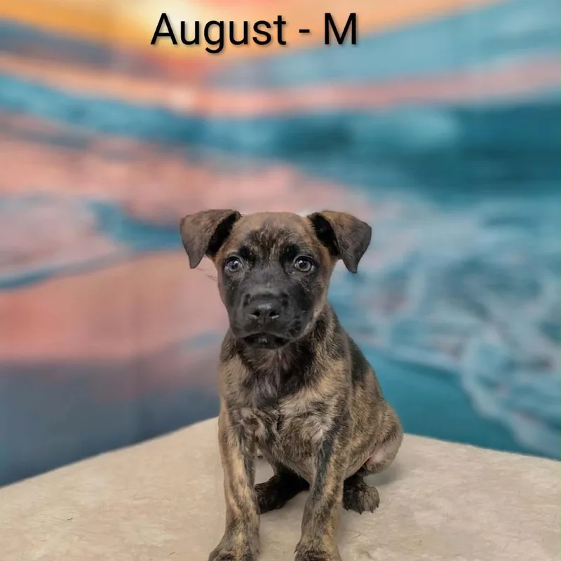 August thumbnail 3